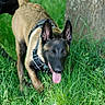 dog, belgian_malinois, grass, tree, outdoor, nature, canine, pet, animal, walking, tongue_out, ears_up, greenery, daylight, playful, alert, harness, muzzle, closeup, summer
