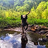 adventure, animal, canine, daylight, dog, exploration, forest, greenery, leaves, mud, nature, outdoor, puddle, reflection, rocks, shoes, trees, walking, water, wildlife