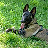 Blaz participe au concours pour gagner de l'argent avec cette photo : dog, belgian_malinois, grass, outdoor, pet, animal, canine, sunlight, tongue_out, happy, nature, greenery, fur, ears, lying_down, daylight, summer, playful, collar, resting