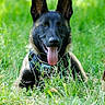 Blaz a rejoint le concours — aidez-le/la à gagner de superbes lots ! dog, belgian_malinois, animal, pet, grass, outdoor, nature, tongue_out, ears, canine, muzzle, collar, greenery, bokeh, happy, lying_down, summer, sunlight, portrait, closeup