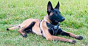 Blaz participe au concours pour gagner de l'argent avec cette photo : alert, animal, belgian_malinois, canine, daylight, dog, ears_up, field, grass, green, guard_dog, harness, lying_down, mammal, nature, outdoor, pet, resting, vibrant, watchful