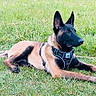 alert, animal, belgian_malinois, canine, daylight, dog, ears_up, field, grass, green, guard_dog, harness, lying_down, mammal, nature, outdoor, pet, resting, vibrant, watchful