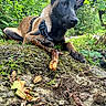animal, canine, closeup, dog, ears, forest, greenery, harness, leaves, moss, nature, outdoor, paw, pet, rock, snout, stick, tree, wildlife, woodland