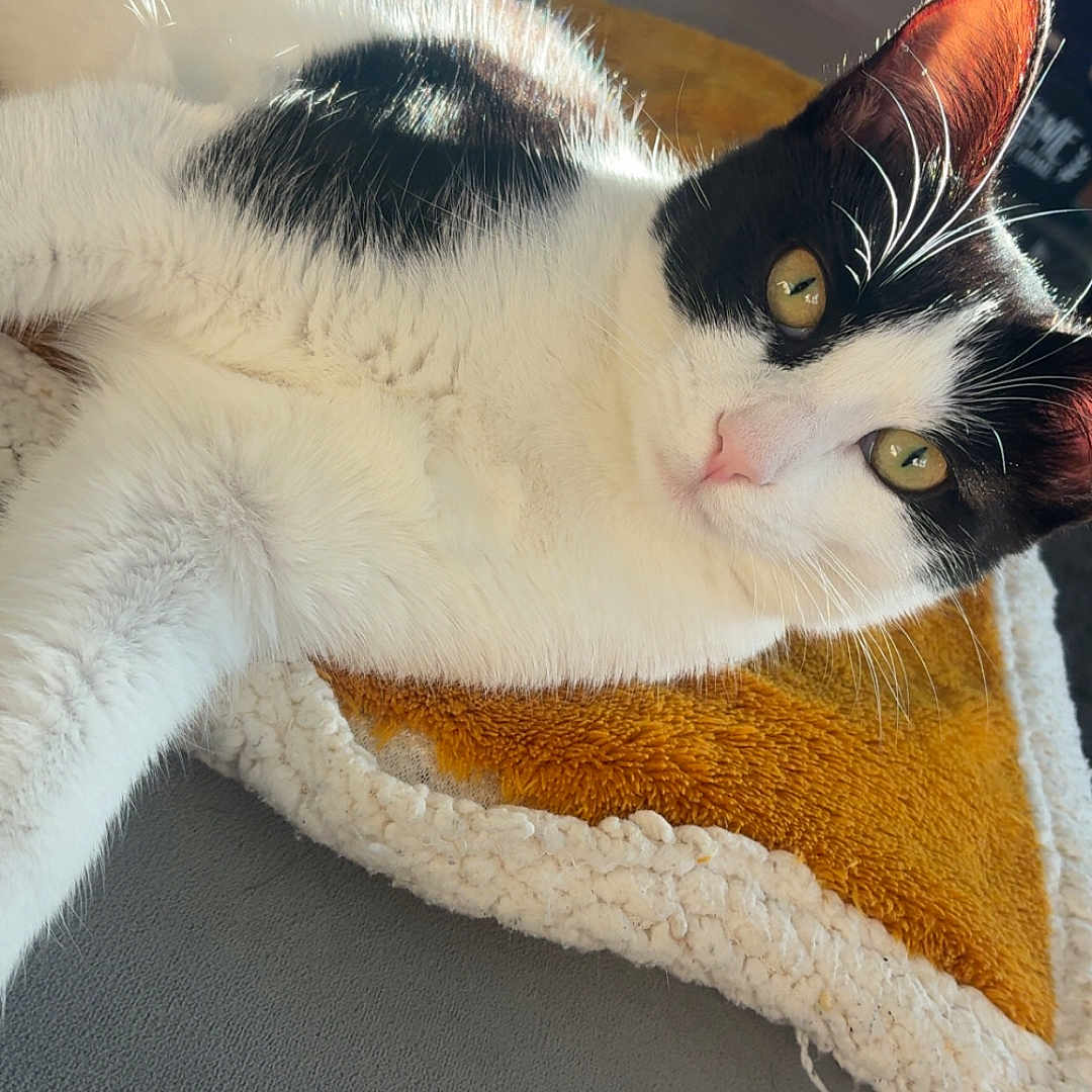 Mya