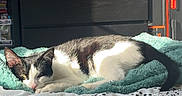 Mya participe au concours pour gagner de l'argent avec cette photo : cat, black_and_white_cat, bed, blanket, polka_dot, dressing_table, printer, television, video_call, people, indoor, sunlight, relaxing, sleeping_cat, furniture, room, technology, cozy, pet, home