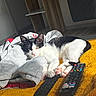 Mya participe au concours pour gagner de l'argent avec cette photo : cat, black_and_white, animal, pet, indoor, blanket, hoodie, remote_control, yellow, gray, sunlight, relaxing, feline, paw, cozy, fur, couch, resting, home, casual