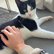 Mya participe au concours pour gagner de l'argent avec cette photo : cat, black_and_white, pet, hand, couch, indoor, yellow_eyes, fur, relaxed, animal, feline, whiskers, paw, person, sleeve, clothing, furniture, casual, home, comfort