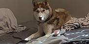 King joined the competition — help win amazing prizes! dog, husky, bed, blanket, indoor, pet, animal, fur, canine, resting, cozy, sleeping_area, domestic, laying_down, brown, white, collar, quiet, relaxed, furniture