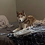 dog, husky, bed, blanket, indoor, pet, animal, fur, canine, resting, cozy, sleeping_area, domestic, laying_down, brown, white, collar, quiet, relaxed, furniture