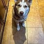King is registered to the contest to win money with this photo: dog, husky, pet, indoor, tile_floor, shadow, looking_up, ears, fur, brown, white, animal, canine, companion, cute, domestic, floor, kitchen, curious, portrait