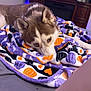 King joined the competition — help win amazing prizes! dog, husky, blanket, bed, indoor, resting, blue_eyes, cozy, furniture, purple_lights, wooden_dresser, clothing, animal, pet, sleepy, cute, closeup, decor, relaxing, fall_theme