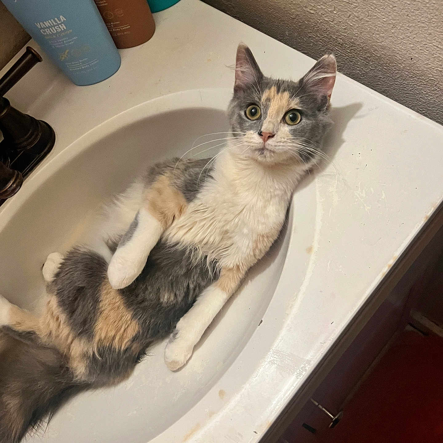 Mama joined the competition — help win amazing prizes! cat, kitten, calico, animal, pet, feline, face, eyes, ears, whiskers, fur, white_fur, gray_fur, orange_fur, sink, bathroom, countertop, shampoo, indoor, portrait