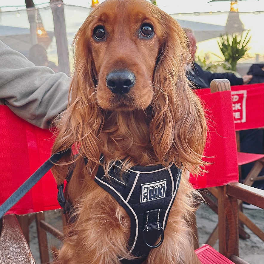 Bella a rejoint le concours — aidez-le/la à gagner de superbes lots ! animal, architecture, building, canine, cockerspaniel, dog, furniture, head, jar, outdoors, person, pet, plant, planter, pottedplant, pottery, puppy, shelter, sword, weapon