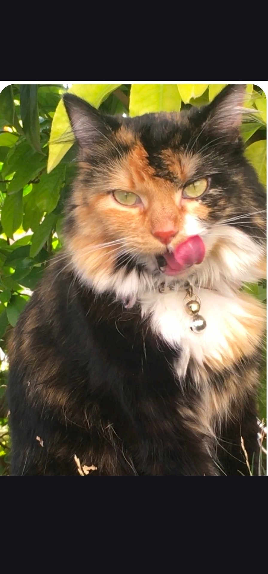 Duchesse a rejoint le concours — aidez-le/la à gagner de superbes lots ! cat, calico, fluffy, licking, green_eyes, collar, bells, outdoor, leafy_background, pet, feline, whiskers, fur, nature, closeup, animal, cute, alert, portrait, domestic_cat