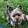 dog, small_dog, leash, collar, grass, outdoor, pet, cute, animal, brown_fur, black_fur, ears, face, eyes, nose, mouth, foot, sandal, human, nature