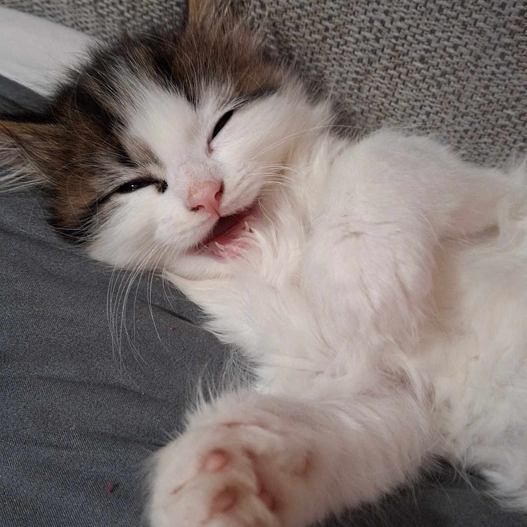 Smokey joined the competition — help win amazing prizes! abyssinian, angora, animal, bodypart, cat, couch, furniture, hardwood, indoors, kitten, manx, mouth, person, pet, siamese, sleeping, wood