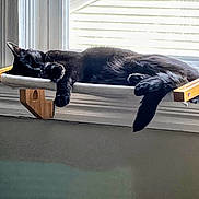 Brooklyn is registered to the contest to win money with this photo: animal, black_cat, cat, comfort, cozy, daylight, feline, fur, hammock_bed, home, indoor, paw, pet, quiet, relaxing, resting, sleeping, sunlight, tail, window