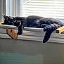 animal, black_cat, cat, comfort, cozy, daylight, feline, fur, hammock_bed, home, indoor, paw, pet, quiet, relaxing, resting, sleeping, sunlight, tail, window