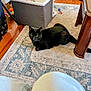 Brooklyn is registered to the contest to win money with this photo: animal, black_cat, box, carpet, casual, cat, container, cozy, domestic_cat, floor, furniture, home, indoor, knees, pet_toys, relaxed, resting, rug, table_leg, wooden_floor