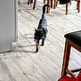 Brooklyn is registered to the contest to win money with this photo: animal, black_cat, broom, cat, chair, domestic, dustpan, flooring, furniture, household, indoor, light, pet, playful, shadow, table, tail_up, toy, walking, wood_floor