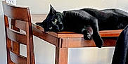 Brooklyn is registered to the contest to win money with this photo: animal, black_cat, calm, cat, chair, domestic, feline, fur, green_eyes, home, household, indoor, lounging, pet, quiet, relaxed, resting, table, wooden_chair, wooden_table