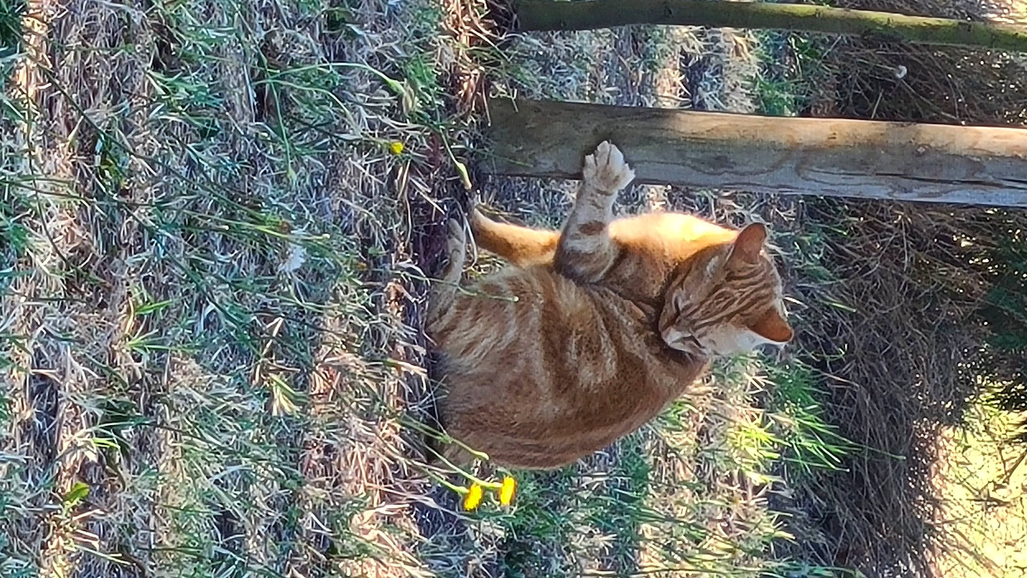 Paupiette participe au concours pour gagner de l'argent avec cette photo : canidae, carnivore, cat, dog_breed, domestic_short_haired_cat, fawn, felidae, fur, grass, plant, small_to_medium_sized_cats, sporting_group, tail, terrestrial_animal, tree, trunk, twig, whiskers, wildlife, wood