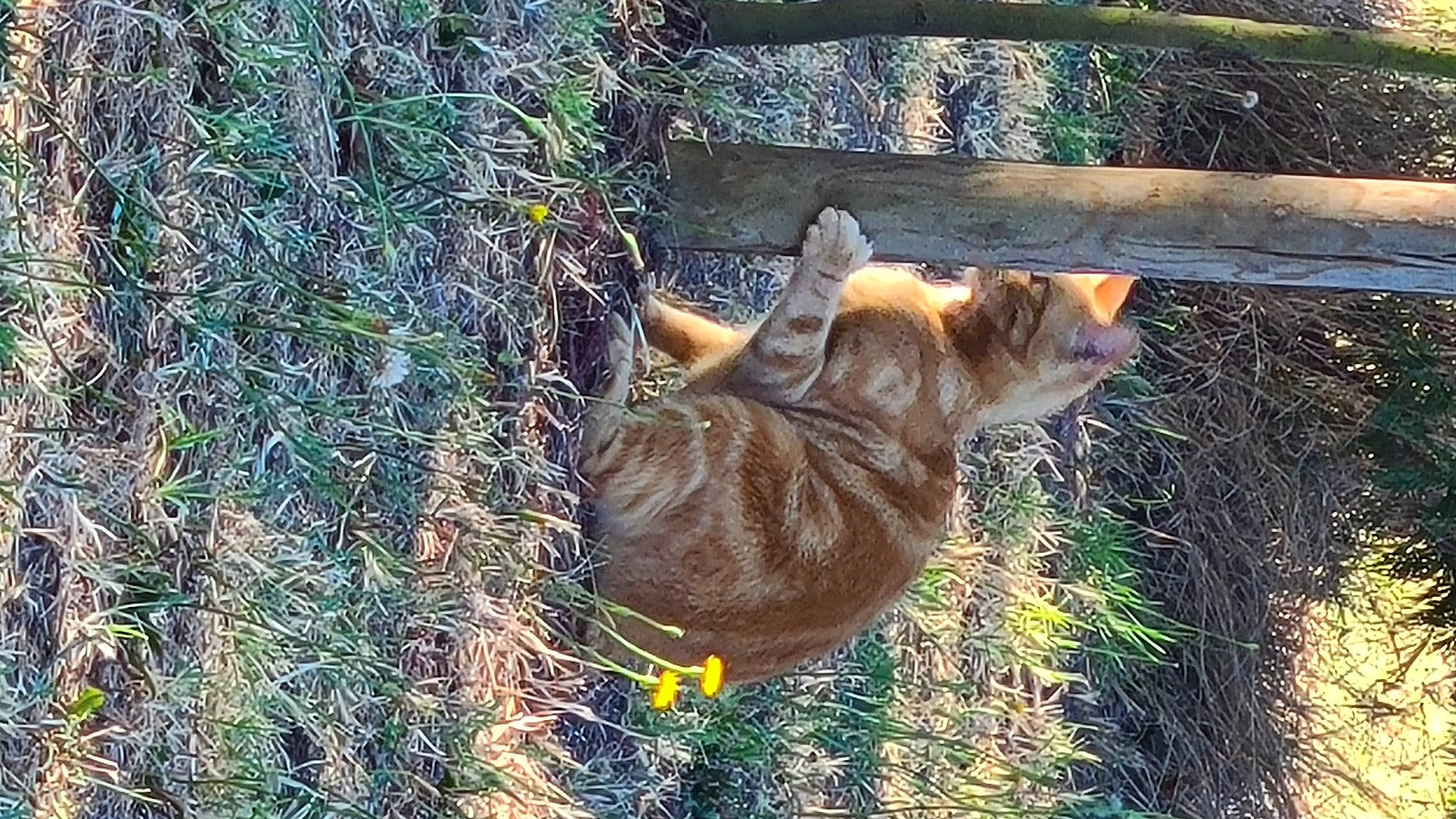 Paupiette participe au concours pour gagner de l'argent avec cette photo : big_cats, carnivore, cat, dog_breed, domestic_short_haired_cat, felidae, grass, groundcover, plant, shar_pei, small_to_medium_sized_cats, snout, sporting_group, tail, terrestrial_animal, terrestrial_plant, tree, trunk, whiskers, wood