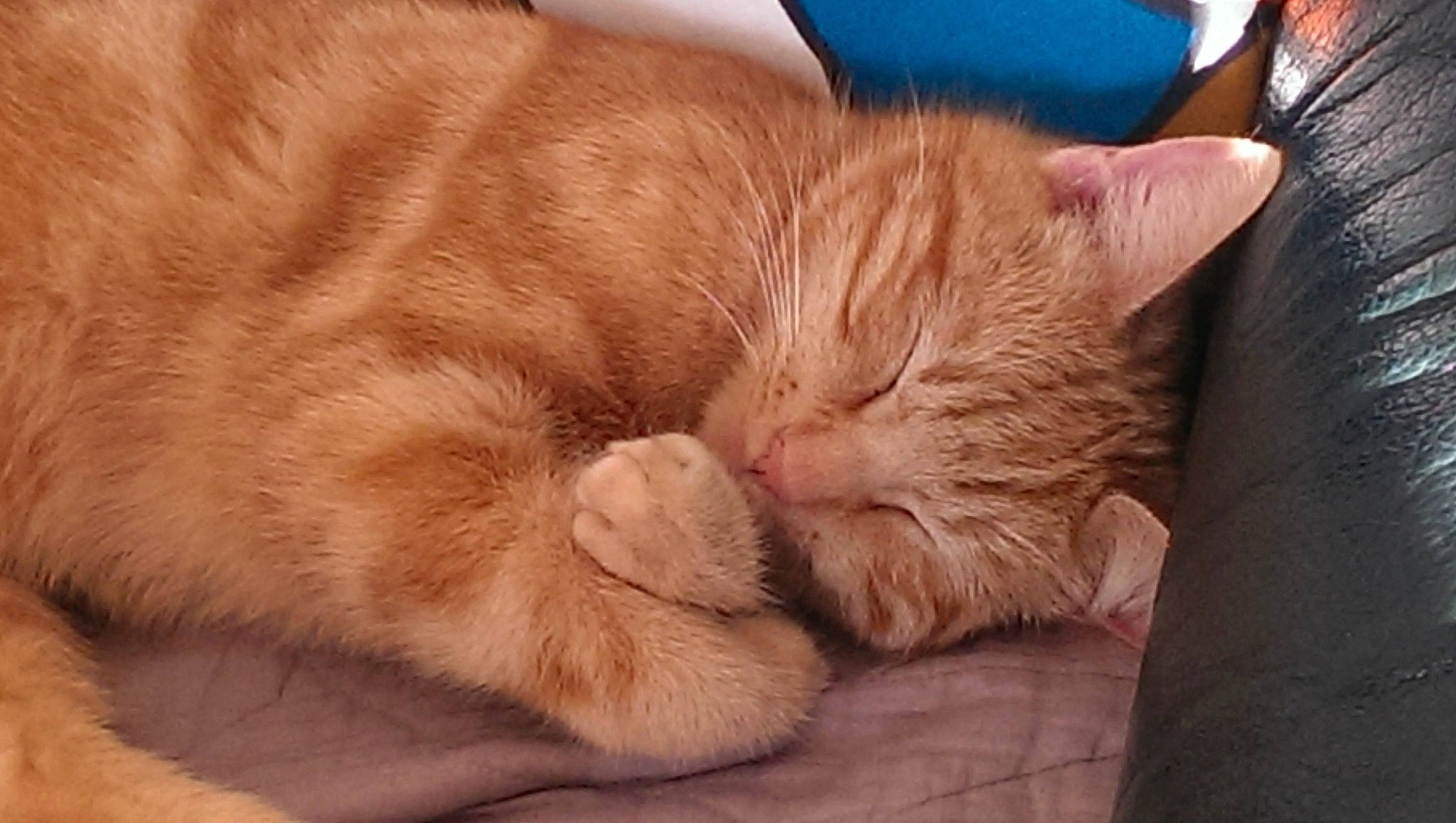 Paupiette a rejoint le concours — aidez-le/la à gagner de superbes lots ! carnivore, cat, cat_supply, claw, comfort, domestic_short_haired_cat, eye, fawn, felidae, foot, fur, nap, nose, paw, small_to_medium_sized_cats, snout, tail, whiskers, wood, wrinkle