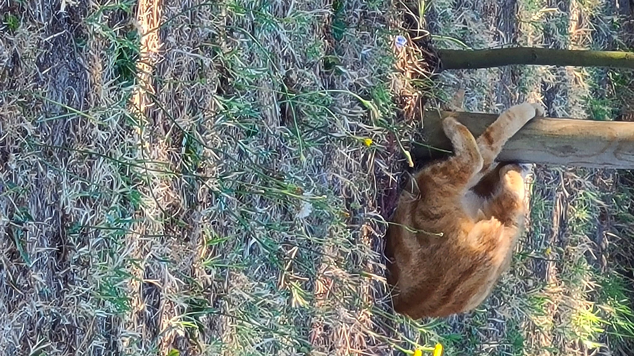 Paupiette a rejoint le concours — aidez-le/la à gagner de superbes lots ! canidae, fawn, forest, fur, grass, jungle, marsupial, plant, plant_stem, snout, soil, tail, terrestrial_animal, terrestrial_plant, tree, trunk, twig, wildlife, wood, woodland