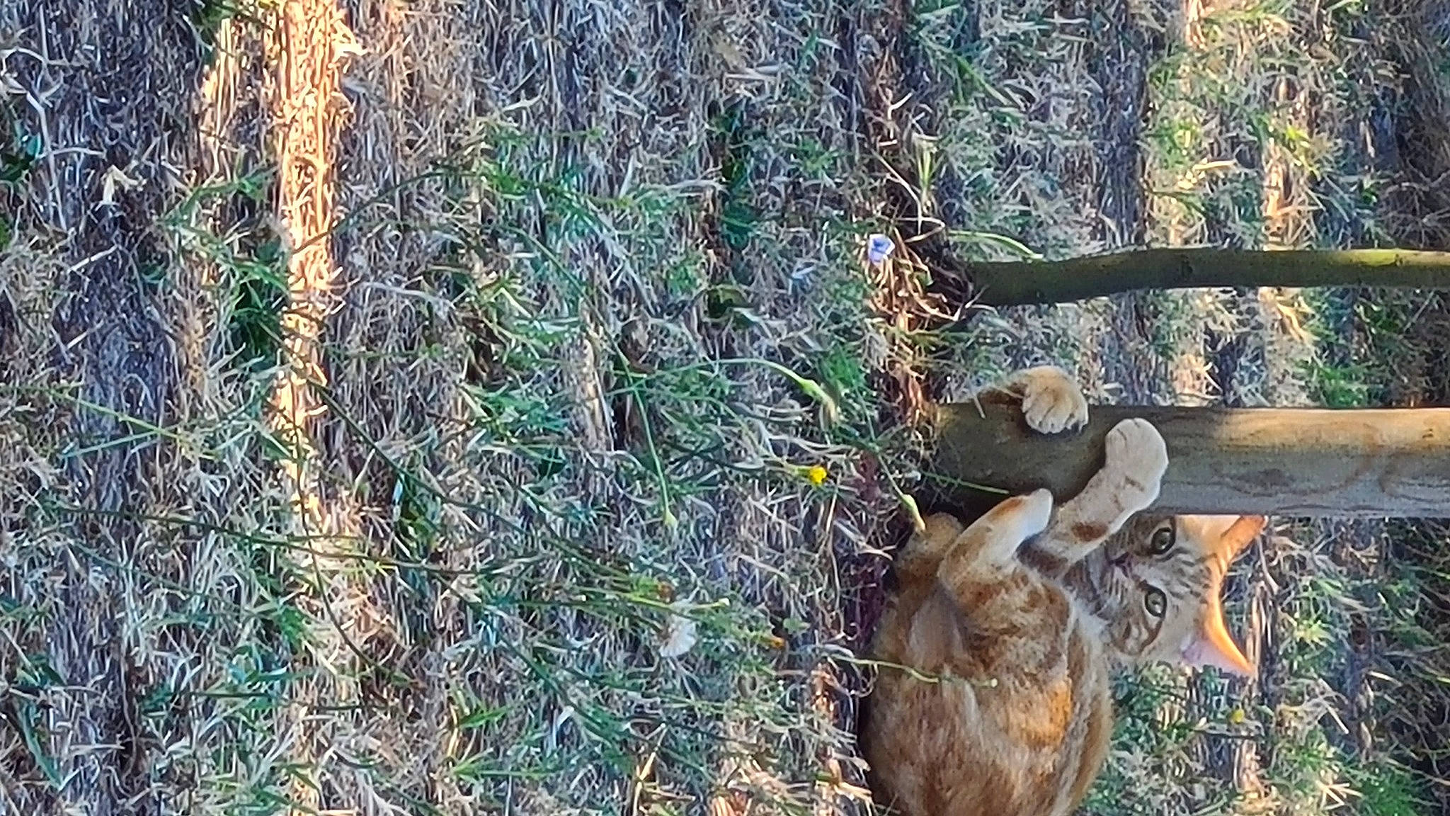 Paupiette participe au concours pour gagner de l'argent avec cette photo : biome, branch, fawn, forest, grass, grass_family, groundcover, hat, jungle, plant, soil, terrestrial_animal, terrestrial_plant, tree, trunk, twig, vegetation, wood, woodland, woody_plant