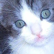 Bubble joined the competition — help win amazing prizes! adorable, animal, cat, close_up, curious, cute, domestic, face, feline, fur, green_eyes, kitten, mammal, pet, pink_nose, portrait, small, soft, whiskers, young