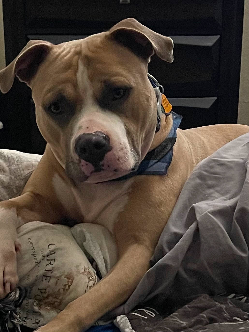 Brody is registered to the contest to win money with this photo: canidae, carnivore, collar, comfort, companion_dog, dog, dog_breed, dog_collar, ear, fawn, molosser, non_sporting_group, pet_supply, snout, sporting_group, terrestrial_animal, whiskers, working_animal, working_dog, wrinkle