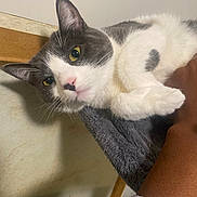 Rose is registered to the contest to win money with this photo: cat, grey_and_white, yellow_eyes, pet, indoor, close_up, relaxed, blanket, hand, resting, fur, whiskers, nose, pink_nose, animal, domestic_cat, comfort, soft_texture, person, holding