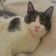 Anna joined the competition — help win amazing prizes! cat, gray_and_white, pet, animal, feline, close_up, indoor, blanket, resting, cute, fur, whiskers, ears, pink_nose, relaxed, cozy, soft_texture, looking_at_camera, domestic_cat, sleepy