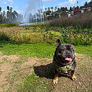 Eros joined the competition — help win amazing prizes! animal, clouds, daytime, dirt, dog, fountain, french_bulldog, grass, happy, harness, nature, outdoor, palm_trees, park, pet, sky, sunny, tongue_out, trees, water_spray