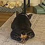 dog, black_dog, lying_down, back_view, indoor, rug, floor, plush_toy, toy_dog, mat, wood_floor, collar, relaxed, pet, home, furniture_leg, cozy, resting, animal, domestic