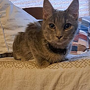 Frosty joined the competition — help win amazing prizes! bed, bedding, blanket, cat, closeup, collar, cozy, curtain, ears, fur, gray_cat, home, indoors, kitten, pet, pillow, portrait, resting, whiskers, window