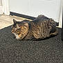 Tato is registered to the contest to win money with this photo: cat, tabby, feline, indoor, loaf, fur, pet, animal, door, mat, floor, resting, side_view, brown, black, white, quiet, calm, domestic, cozy