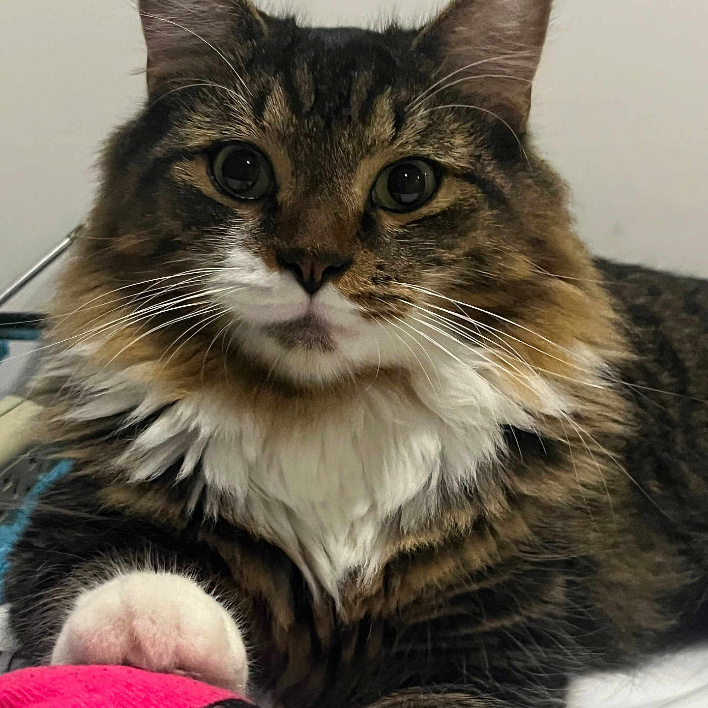 Tato joined the competition — help win amazing prizes! animal, cat, close_up, cute, domestic_cat, eyes, face, fluffy, fur, indoor, lying_down, mammal, nose, pet, pink_object, portrait, relaxed, tabby, whiskers, white_paw