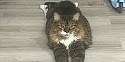 Tato is registered to the contest to win money with this photo: cat, tabby, fluffy, white_paws, floor, wooden_floor, pet, animal, indoor, stretching, relaxed, feline, cute, domestic_cat, whiskers, ears, green_eyes, toy, scooter, playful
