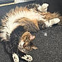 Tato joined the competition — help win amazing prizes! cat, fluffy, stretching, indoor, carpet, relaxed, multicolored, paw, feline, pet, cozy, lying_down, cute, fur, whiskers, home, animal, tabby, soft, resting