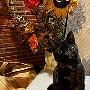 Shelby participe au concours pour gagner de l'argent avec cette photo : animal, blackcat, cat, daisy, flower, flowerarrangement, flowerbouquet, furniture, indoors, interiordesign, jar, pet, petal, plant, pottedplant, pottery, rose, sunflower, vase, wood