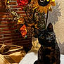 animal, blackcat, cat, daisy, flower, flowerarrangement, flowerbouquet, furniture, indoors, interiordesign, jar, pet, petal, plant, pottedplant, pottery, rose, sunflower, vase, wood