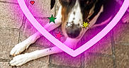 Olia participe au concours pour gagner de l'argent avec cette photo : dog, pavement, outdoor, heart, digital_effects, pixel_art, stars, blur, animal, pet, white, black, brown, legs, snout, collar, love, cute, resting, colorful