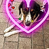 dog, pavement, outdoor, heart, digital_effects, pixel_art, stars, blur, animal, pet, white, black, brown, legs, snout, collar, love, cute, resting, colorful