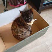 Olia a rejoint le concours — aidez-le/la à gagner de superbes lots ! cat, tortoiseshell_cat, cardboard_box, indoor, floor, furniture, sitting, pet, animal, blurred, home, domestic, feline, box, household, brown, black, orange, fur, cute