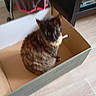 cat, tortoiseshell_cat, cardboard_box, indoor, floor, furniture, sitting, pet, animal, blurred, home, domestic, feline, box, household, brown, black, orange, fur, cute