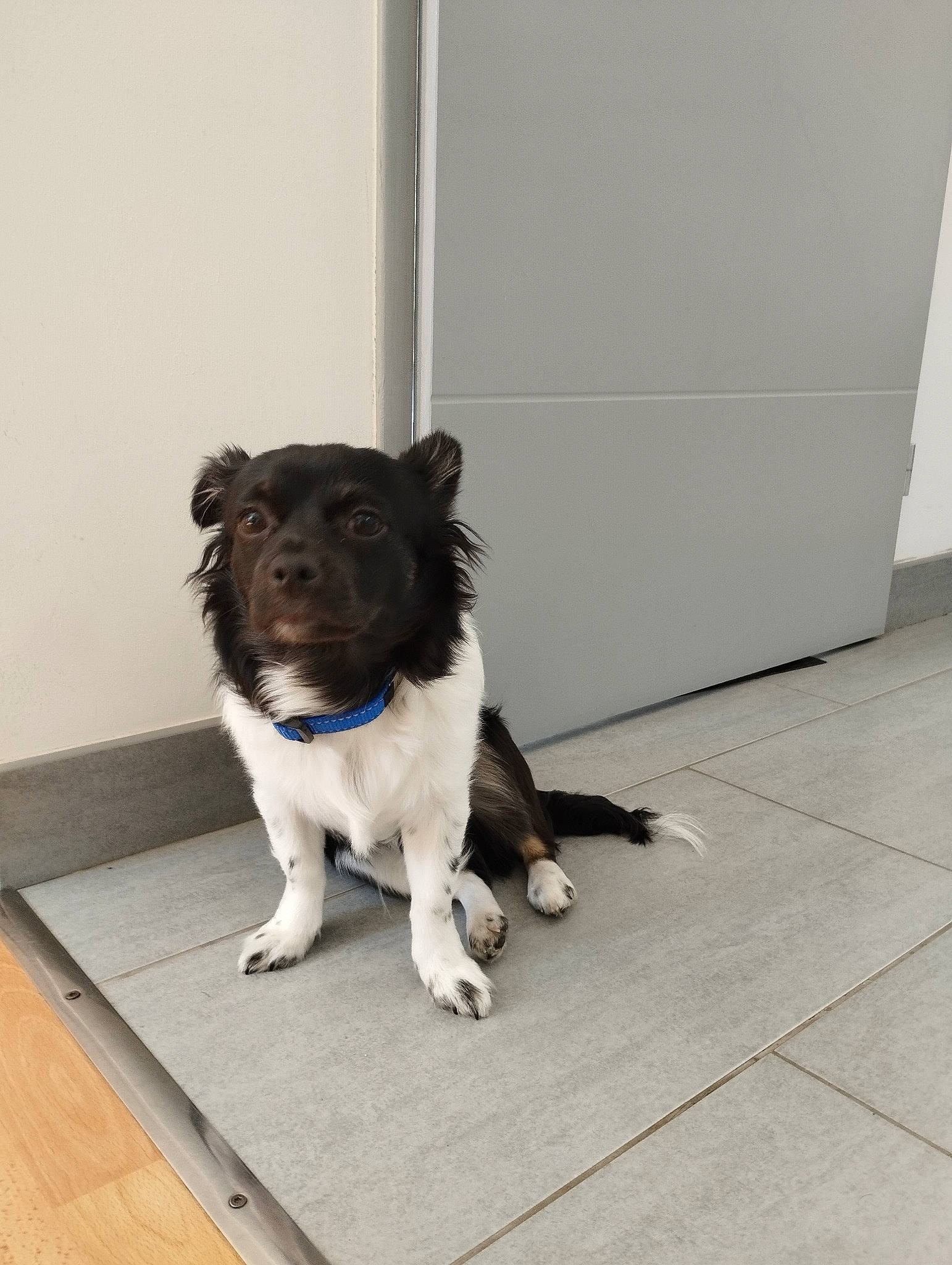 Titan participe au concours pour gagner de l'argent avec cette photo : border_collie, carnivore, companion_dog, dog, dog_breed, dog_collar, door, floor, flooring, fur, hardwood, herding_dog, paw, sporting_group, tail, whiskers, working_animal, working_dog