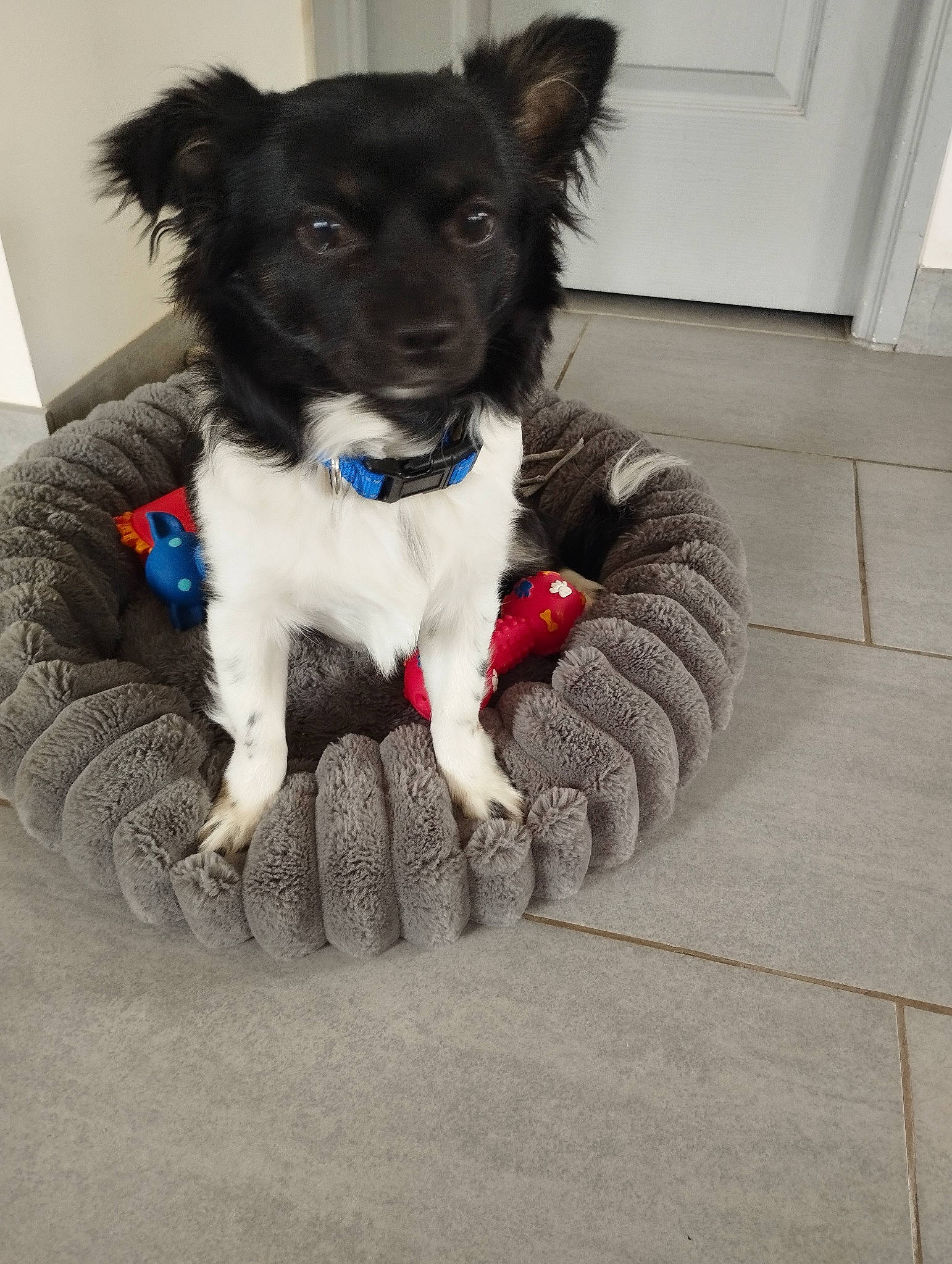 Titan a rejoint le concours — aidez-le/la à gagner de superbes lots ! art, border_collie, canidae, carnivore, collar, comfort, companion_dog, dog, dog_breed, dog_collar, dog_supply, door, electric_blue, flooring, fur, herding_dog, paw, whiskers, working_animal, working_dog