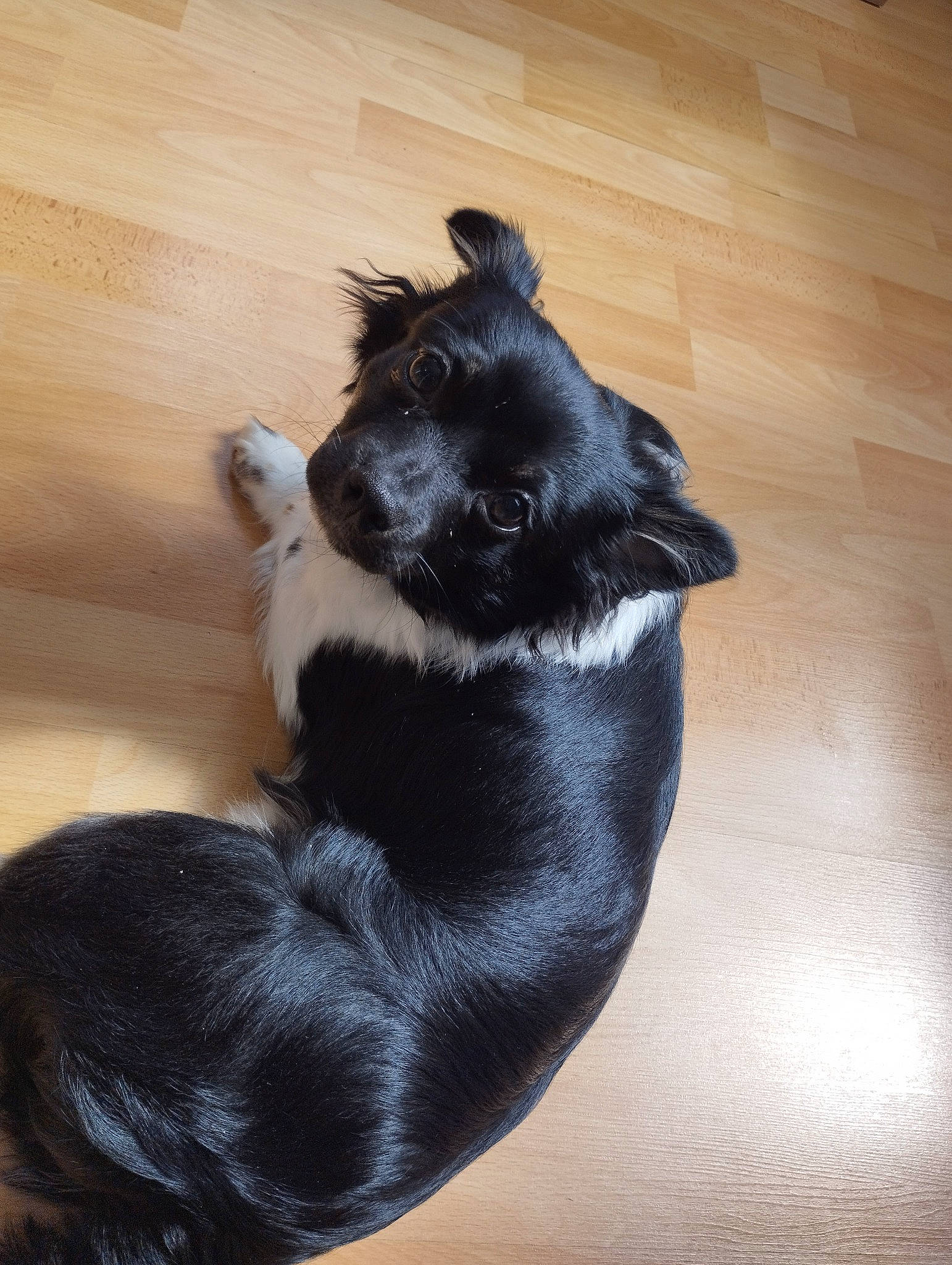 Titan a rejoint le concours — aidez-le/la à gagner de superbes lots ! canidae, carnivore, claw, comfort, companion_dog, dog, dog_breed, felidae, flooring, foot, gesture, hardwood, paw, small_to_medium_sized_cats, snout, tail, terrestrial_animal, whiskers, wood, working_animal